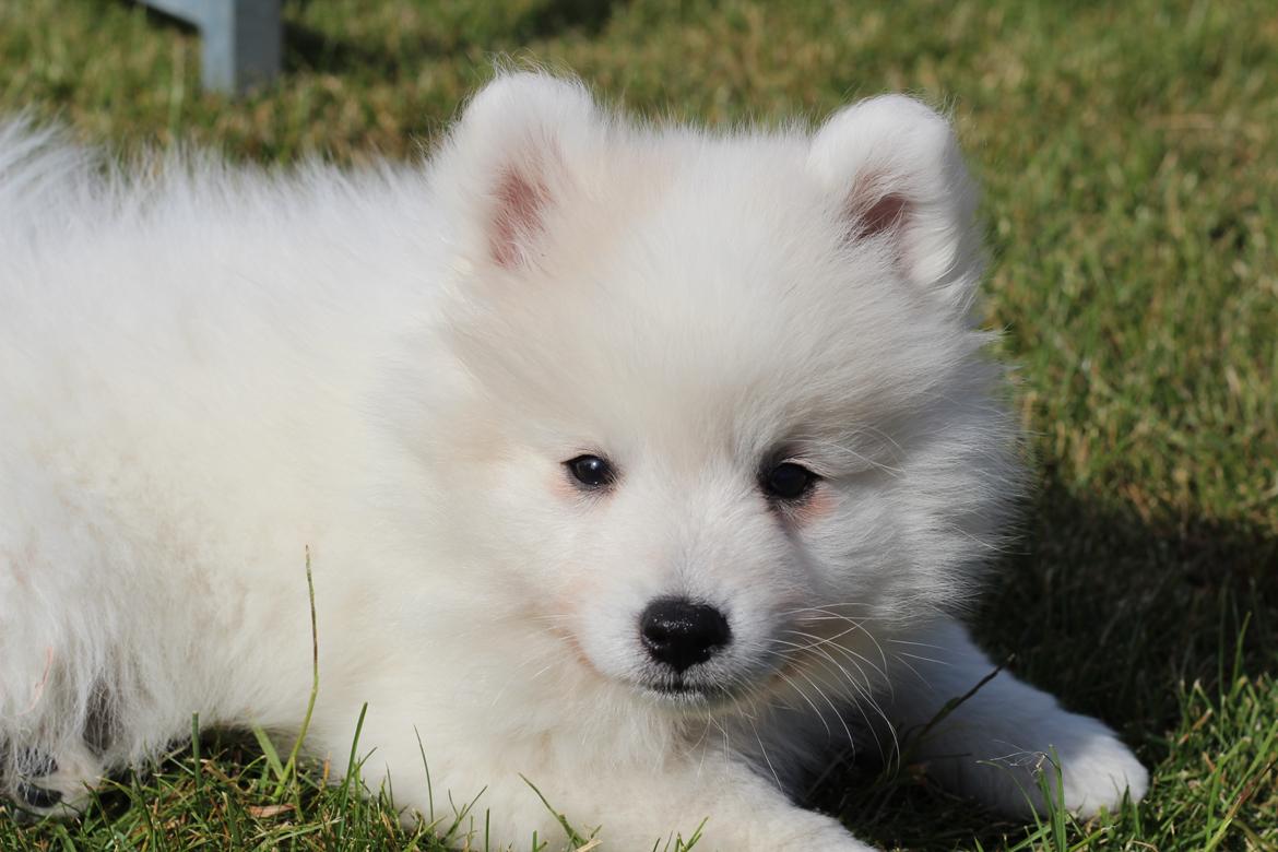 Japansk spids Rowleys Whatabout Vodooh billede 10