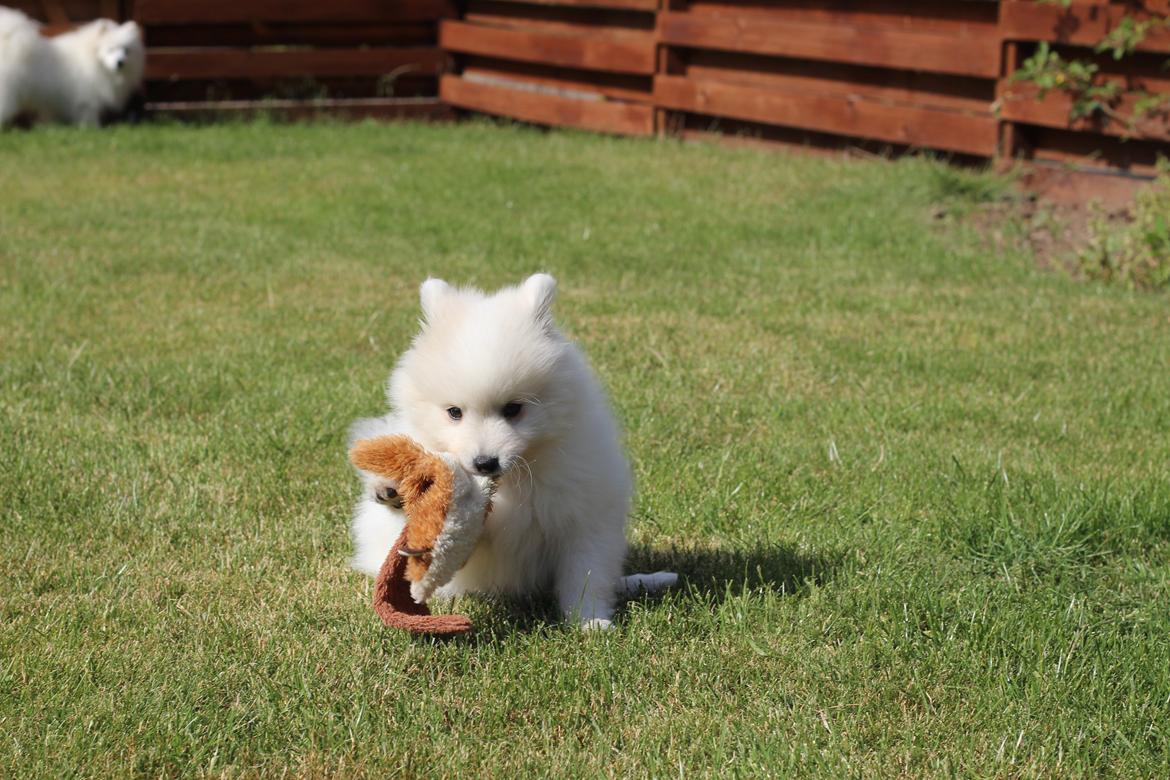 Japansk spids Rowleys Whatabout Vodooh billede 11