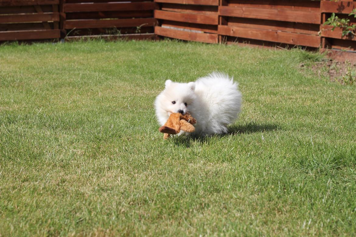 Japansk spids Rowleys Whatabout Vodooh billede 13