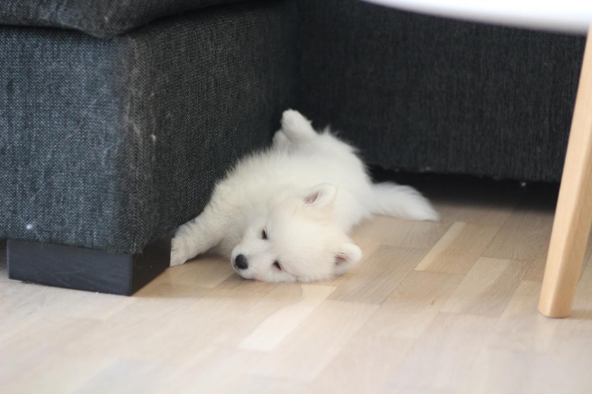 Japansk spids Rowleys Whatabout Vodooh billede 14