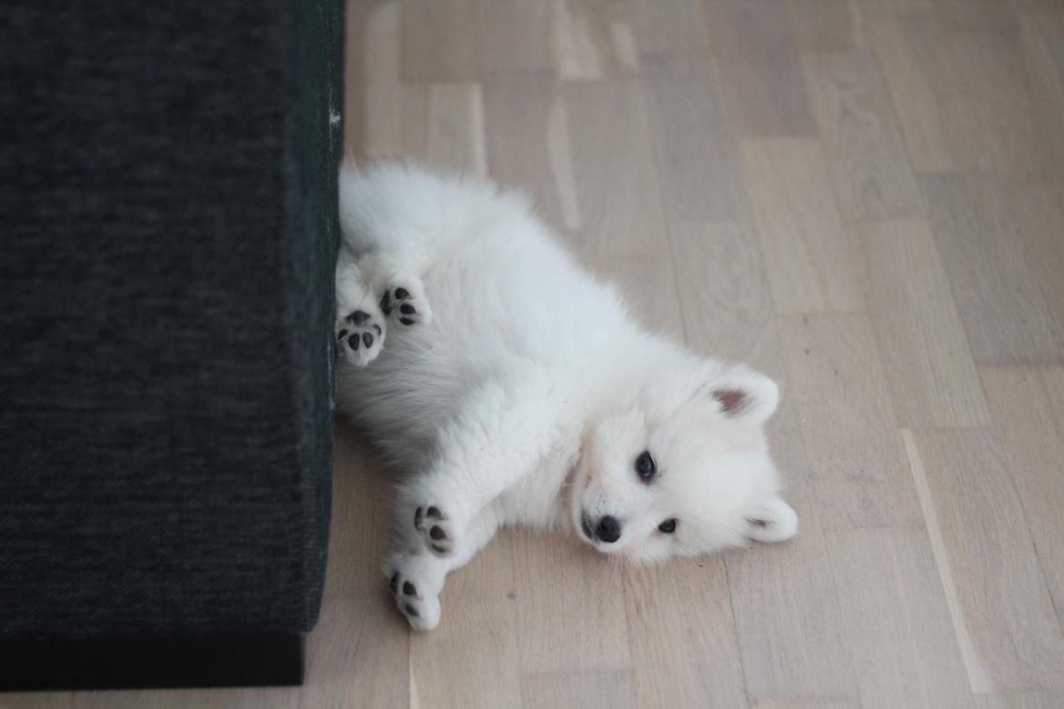 Japansk spids Rowleys Whatabout Vodooh - Smækker lige benene op :) billede 15