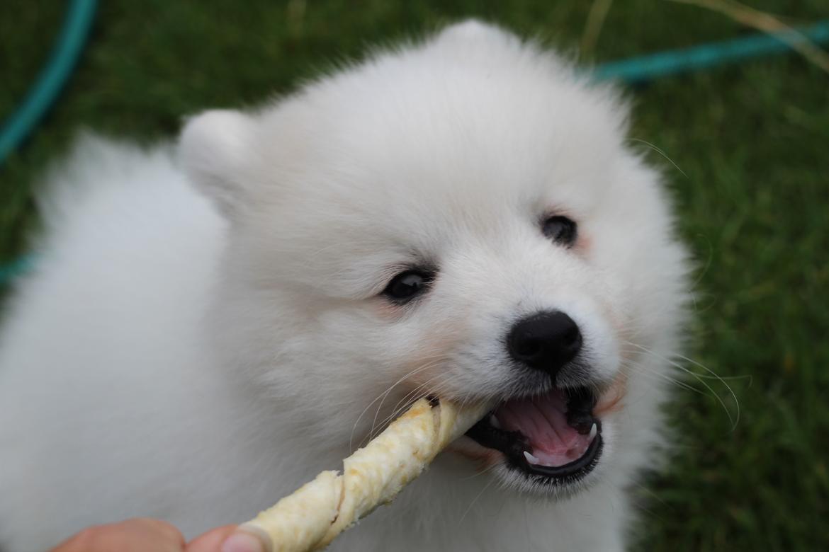 Japansk spids Rowleys Whatabout Vodooh billede 16