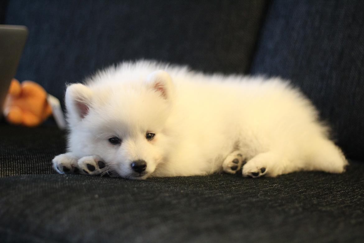 Japansk spids Rowleys Whatabout Vodooh billede 17