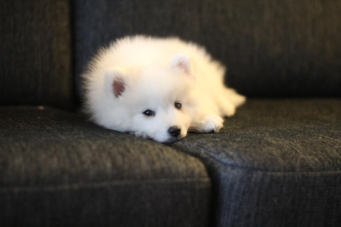 Japansk spids Rowleys Whatabout Vodooh billede 18