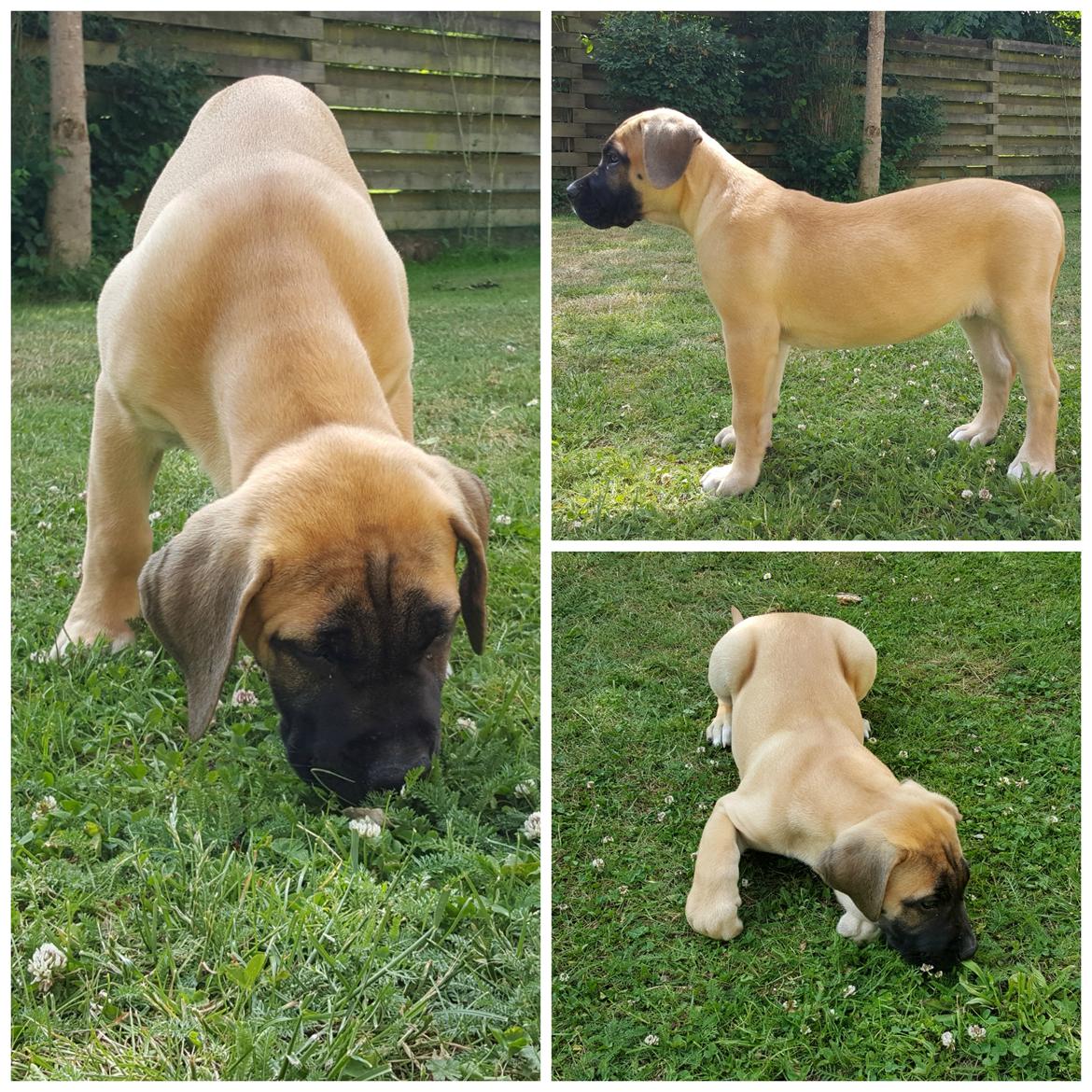 Perro de Presa Canario Crystal Fuerza Bull (Mina) - 11 uger og 6 dage gammel billede 30