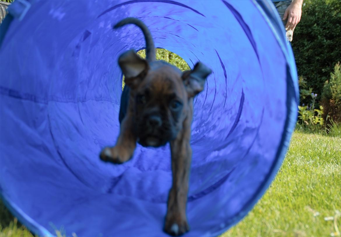 Boxer Bølle billede 3