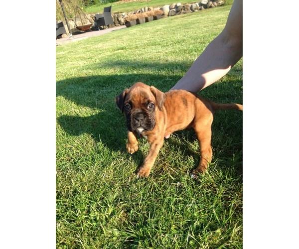 Boxer Bølle billede 2