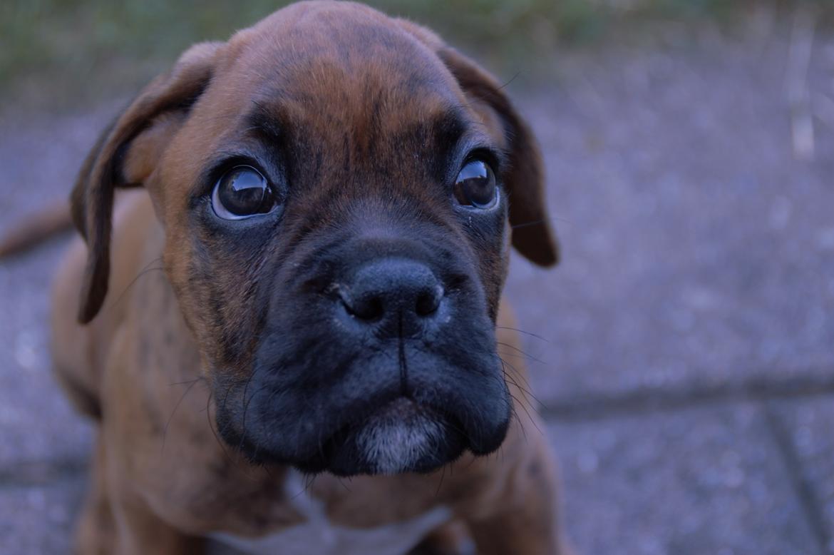 Boxer Bølle billede 1