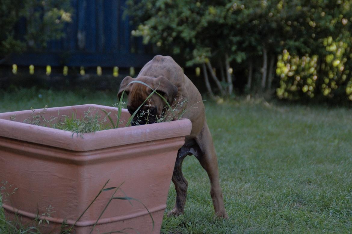 Boxer Bølle billede 4
