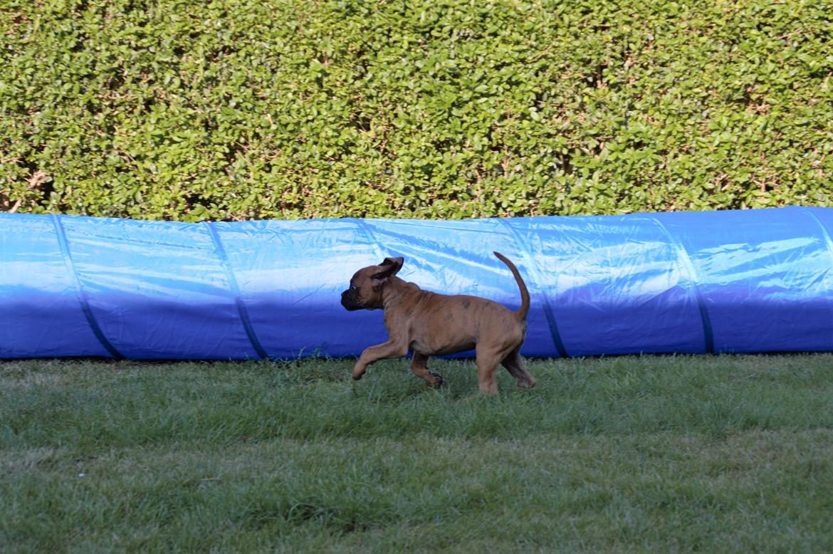 Boxer Bølle billede 5
