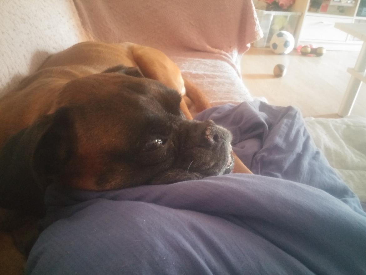 Boxer Bølle billede 20