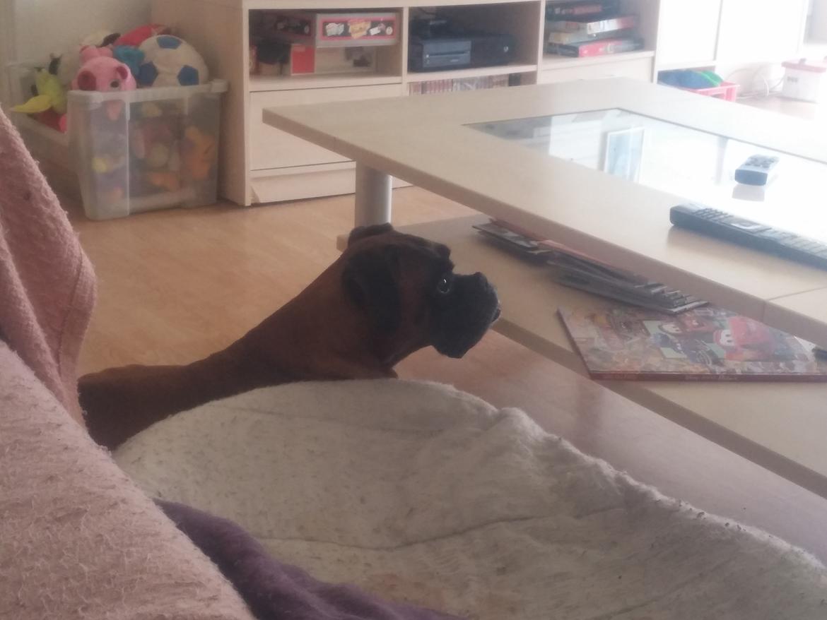 Boxer Bølle billede 21