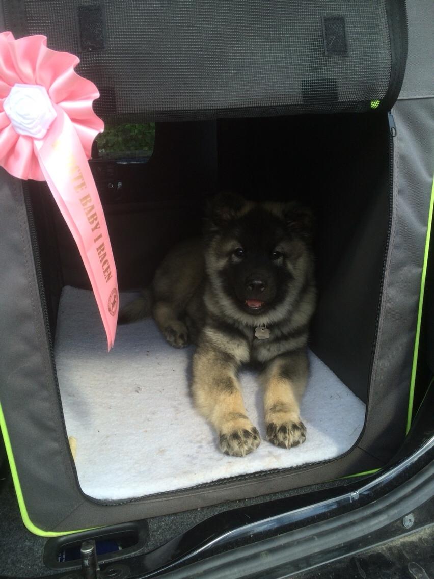 Eurasier Conrad - International udstilling i Vejen 2016 - Vandt Bedse baby i racen. billede 18