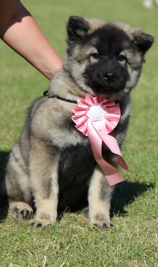 Eurasier Conrad - International udstilling i Vejen 2016 - Vandt Bedse baby i racen. billede 17