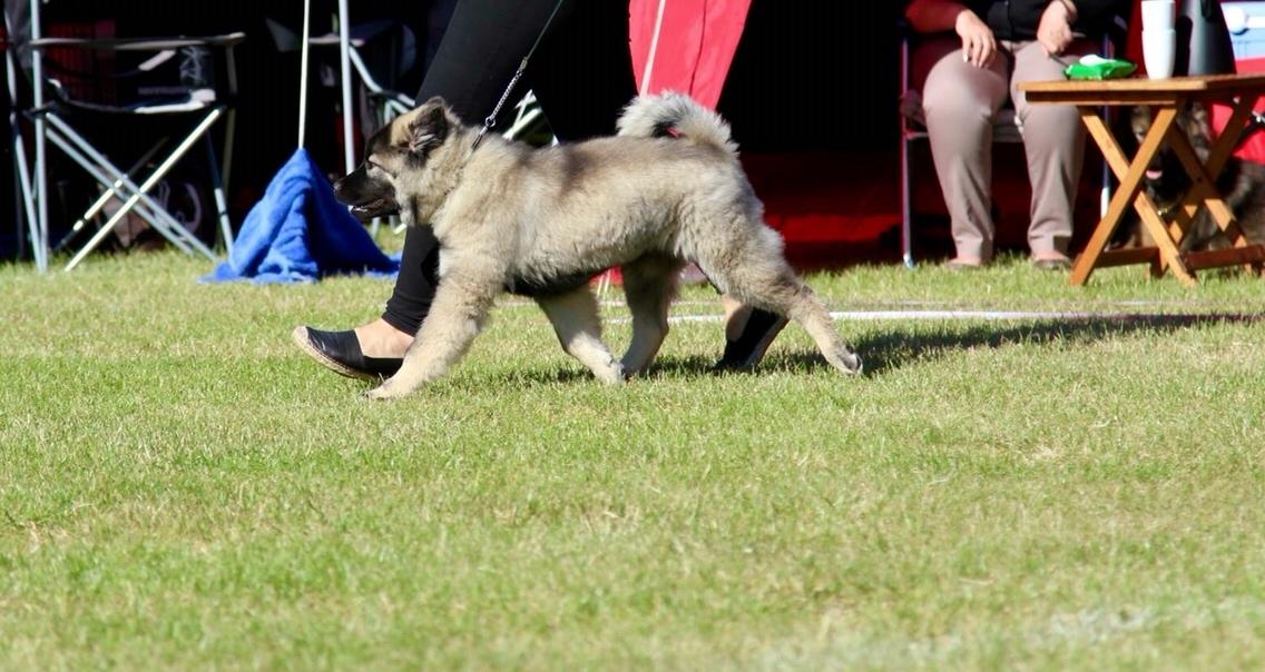 Eurasier Conrad - International udstilling i Vejen 2016 - Vandt Bedse baby i racen. billede 19