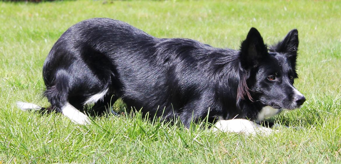 Border collie Zoey billede 16