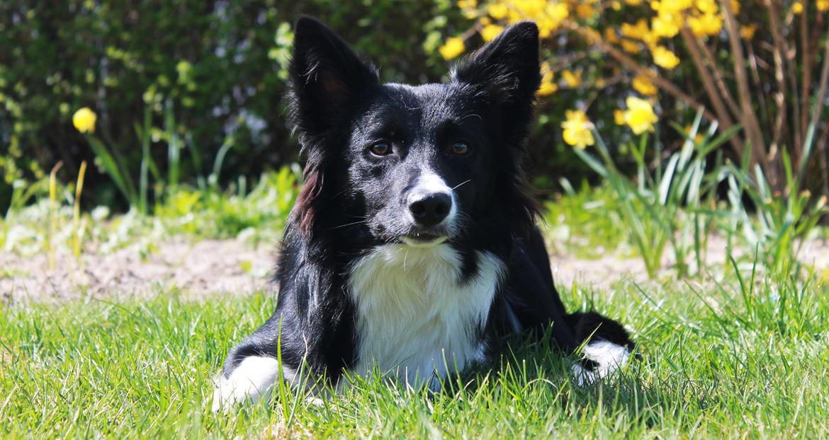 Border collie Zoey billede 17