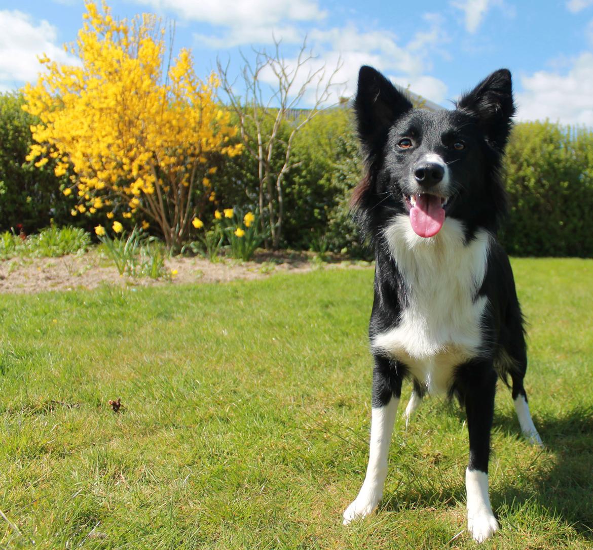 Border collie Zoey billede 18
