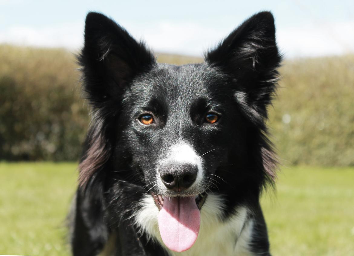 Border collie Zoey billede 19