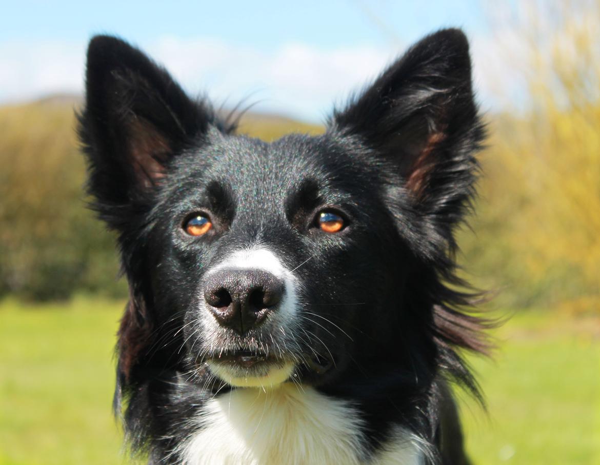 Border collie Zoey billede 20