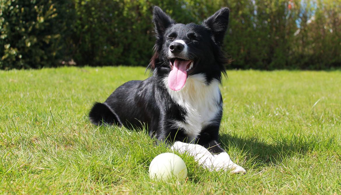 Border collie Zoey billede 23