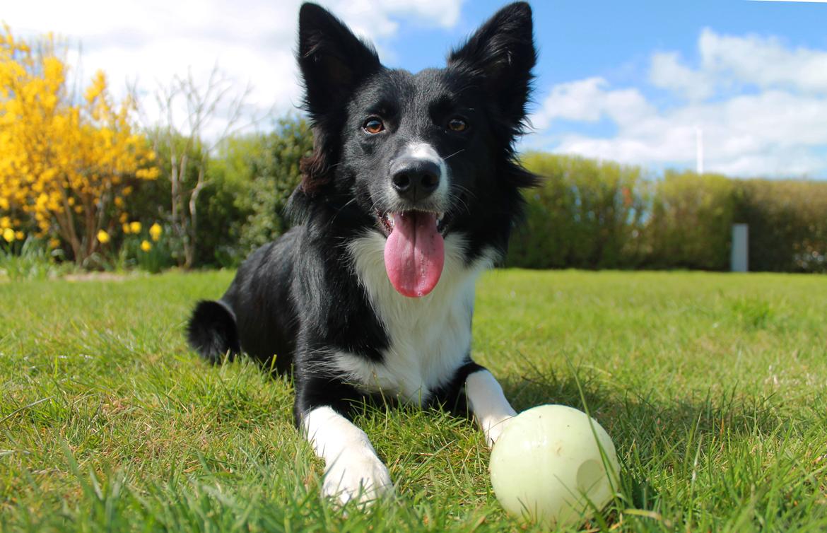 Border collie Zoey billede 24