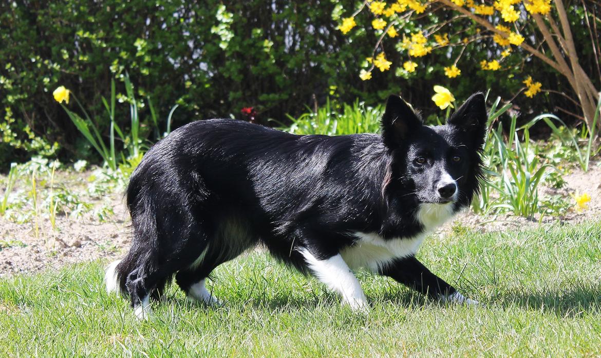 Border collie Zoey billede 15