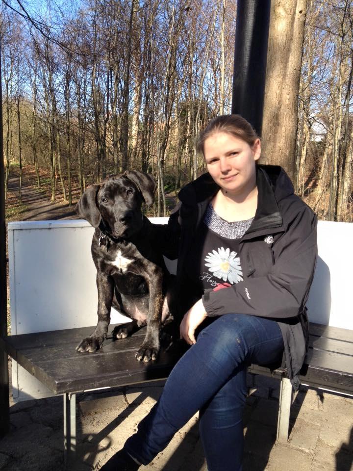 Dogo canario Bandito Fuerza Bull billede 8