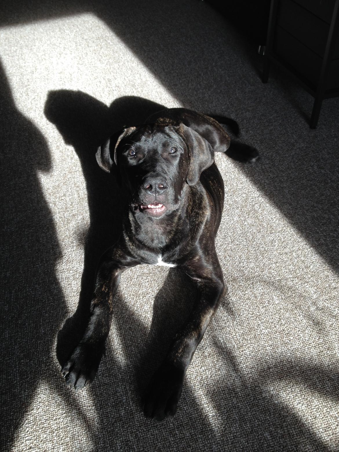 Dogo canario Bandito Fuerza Bull billede 7