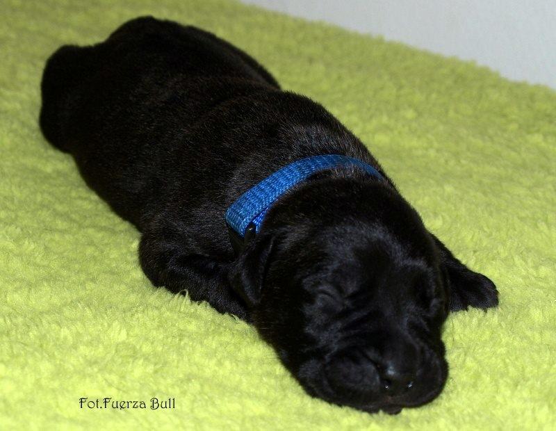 Dogo canario Bandito Fuerza Bull - 1 uge billede 16