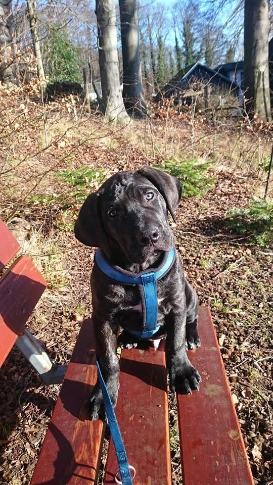 Dogo canario Bandito Fuerza Bull billede 12