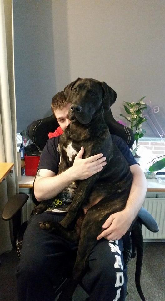 Dogo canario Bandito Fuerza Bull - vores skøde hund billede 6