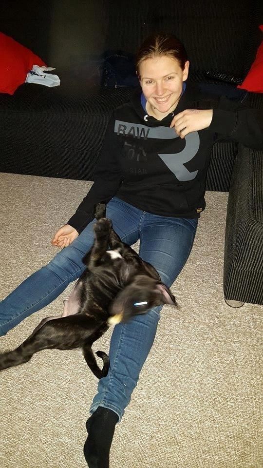 Dogo canario Bandito Fuerza Bull billede 10