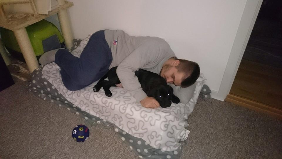 Dogo canario Bandito Fuerza Bull billede 13