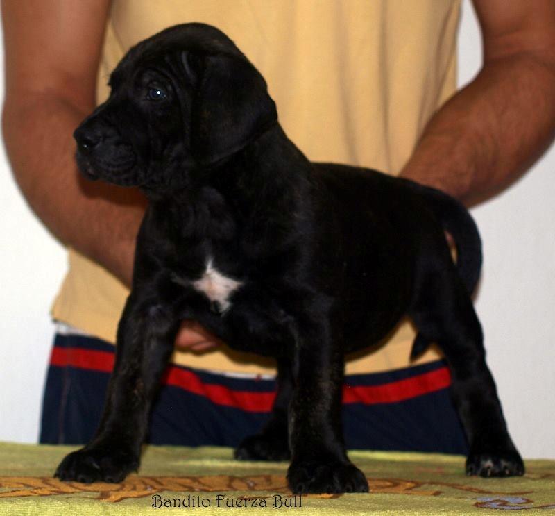 Dogo canario Bandito Fuerza Bull billede 15