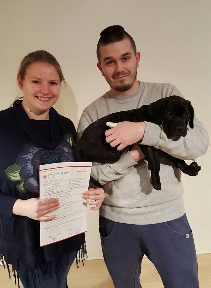 Dogo canario Bandito Fuerza Bull billede 14