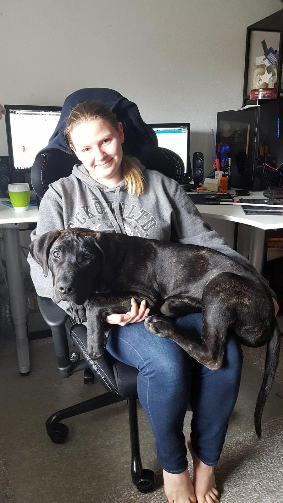 Dogo canario Bandito Fuerza Bull billede 9