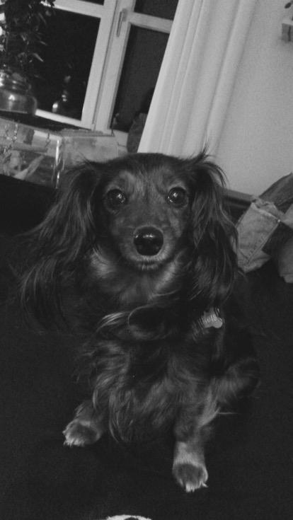 Miniature gravhund Fie  billede 2