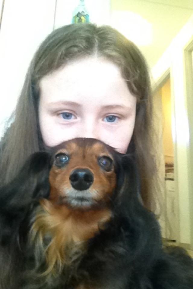 Miniature gravhund Fie  billede 1