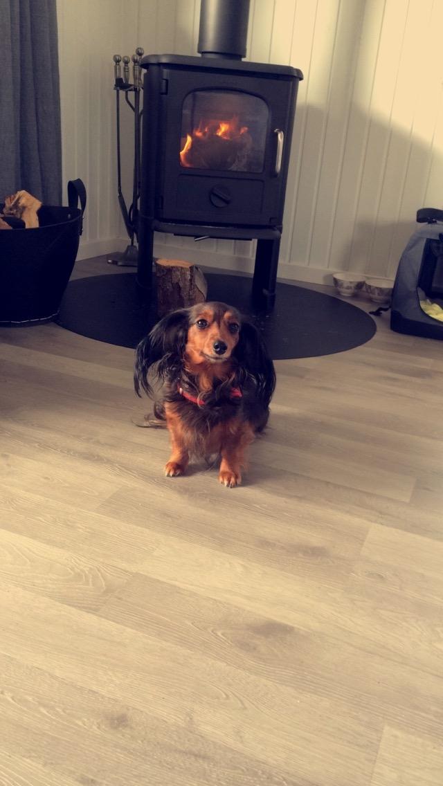 Miniature gravhund Fie  billede 7