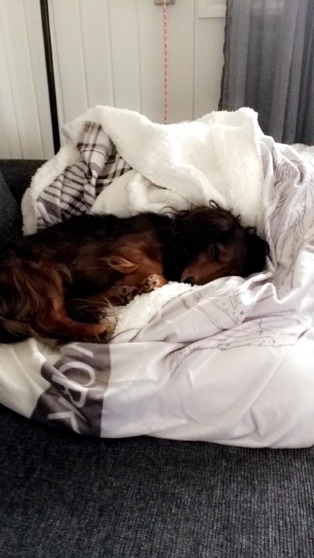 Miniature gravhund Fie  - Elsker bare at sove billede 3