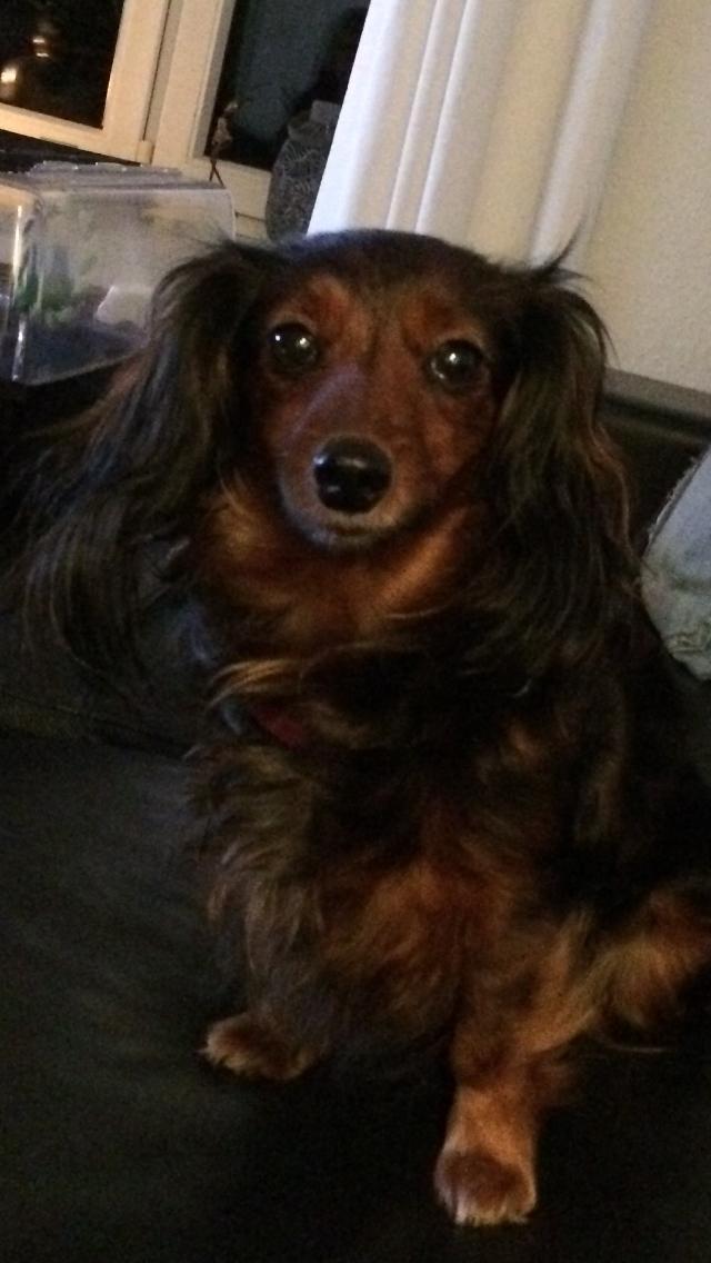 Miniature gravhund Fie  billede 4