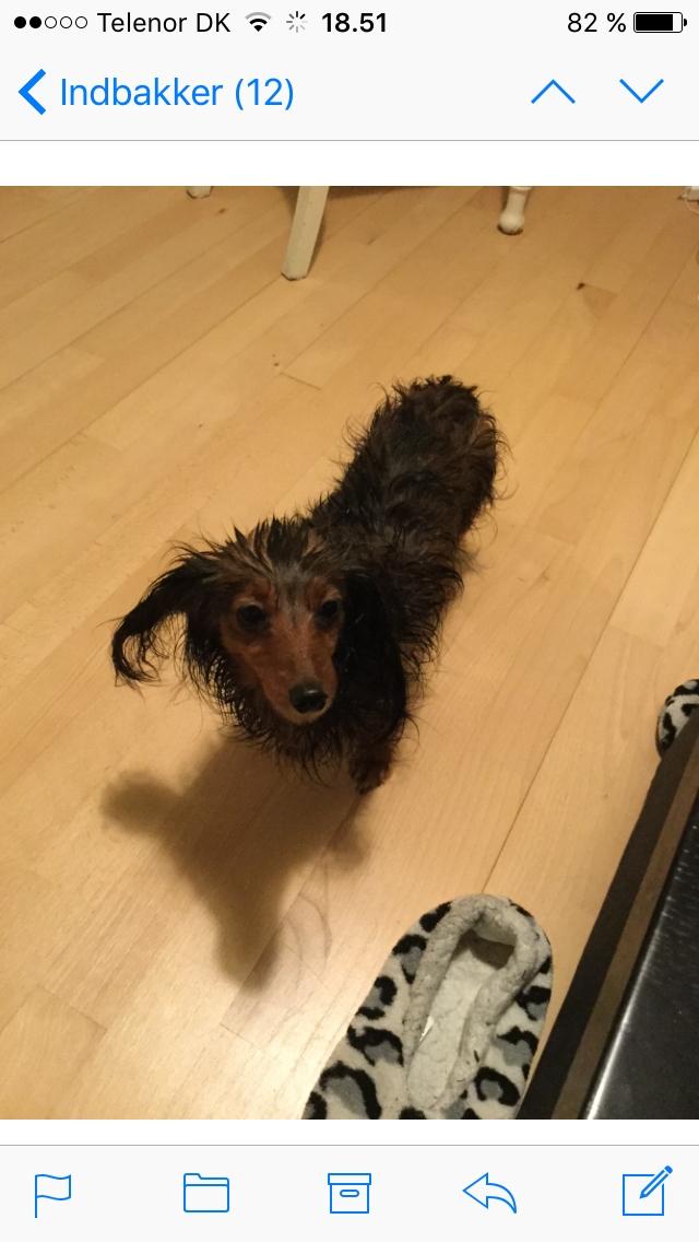 Miniature gravhund Fie  - Når man lige har været i bad billede 5