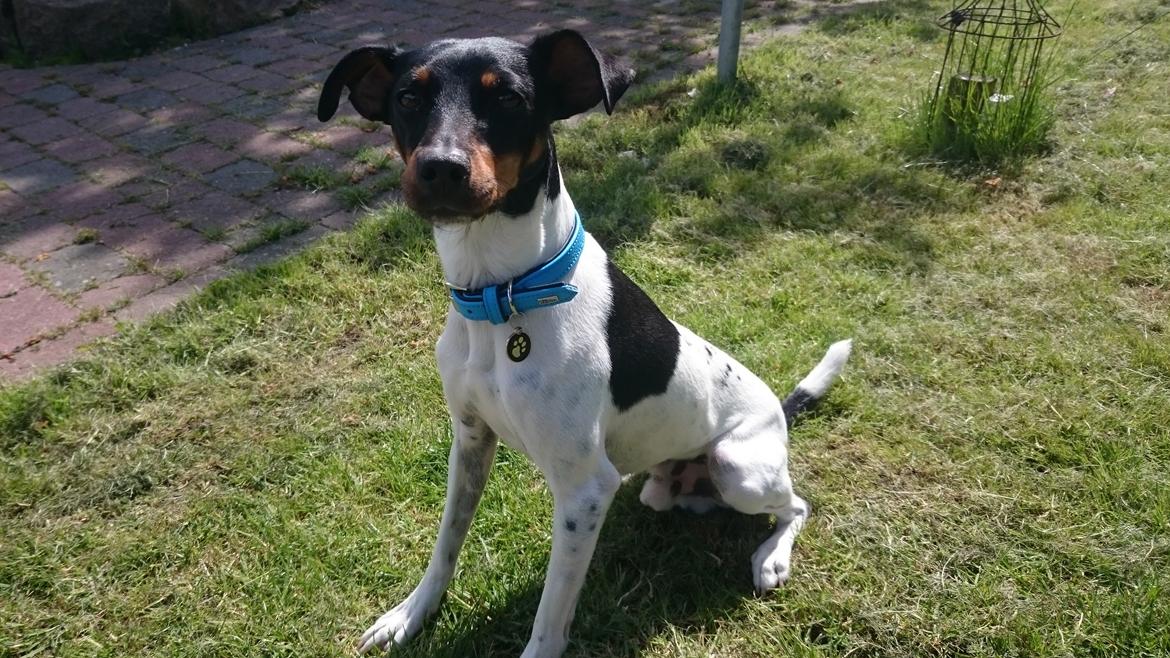 Dansk svensk gaardhund Bandit billede 1