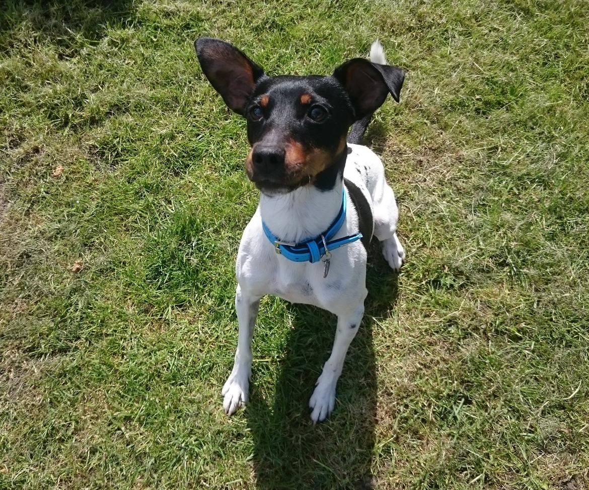 Dansk svensk gaardhund Bandit billede 2