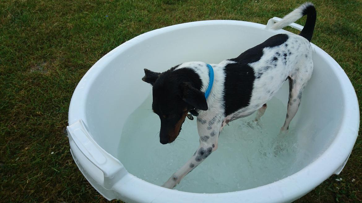 Dansk svensk gaardhund Bandit billede 4
