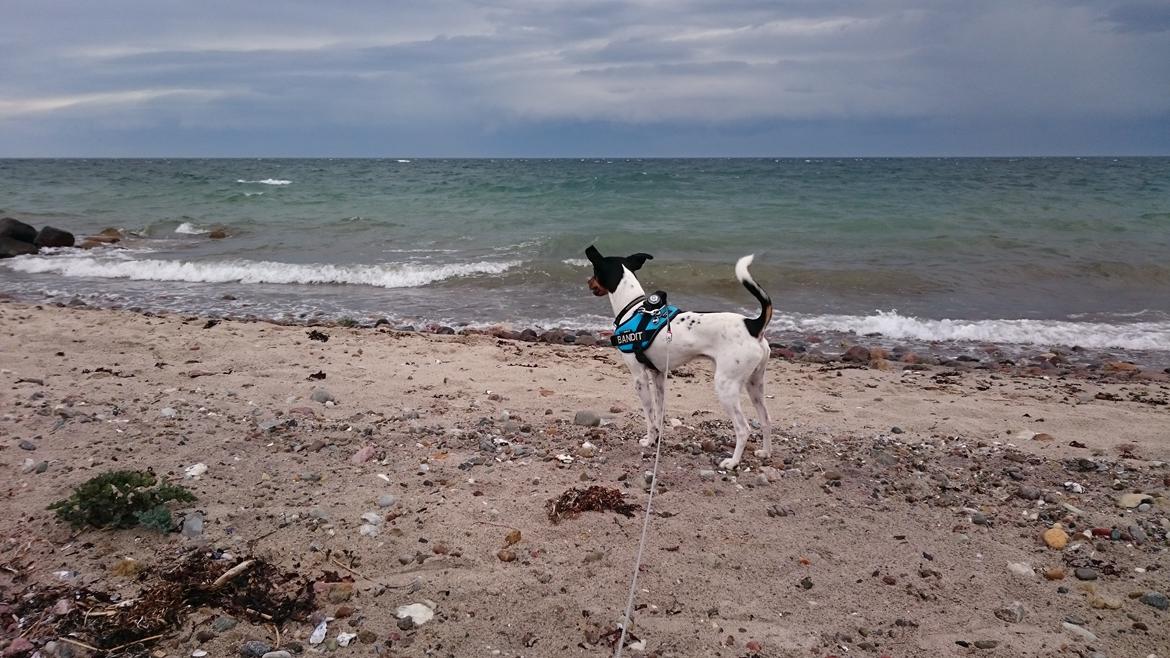 Dansk svensk gaardhund Bandit billede 5