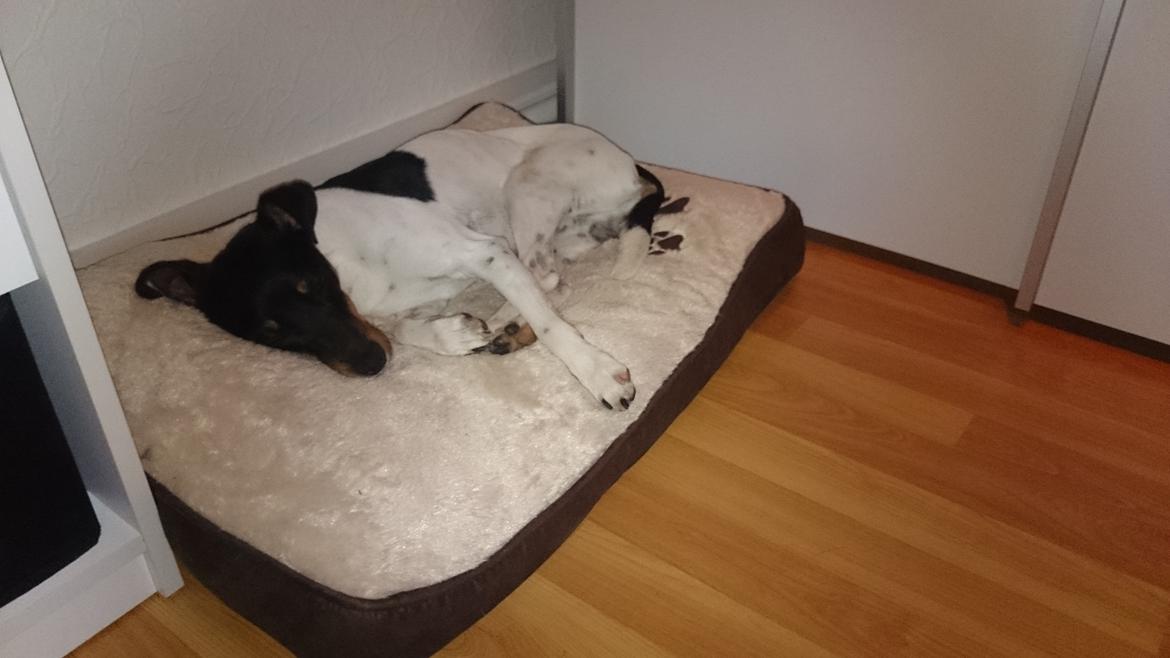 Dansk svensk gaardhund Bandit billede 6