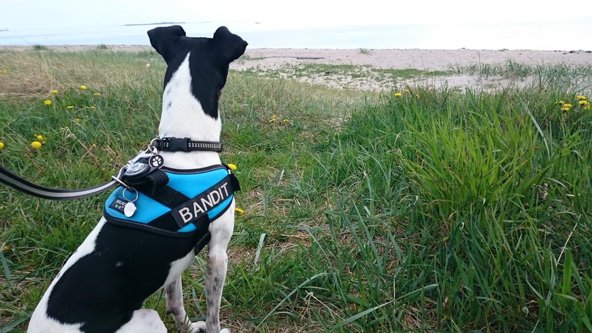 Dansk svensk gaardhund Bandit billede 7