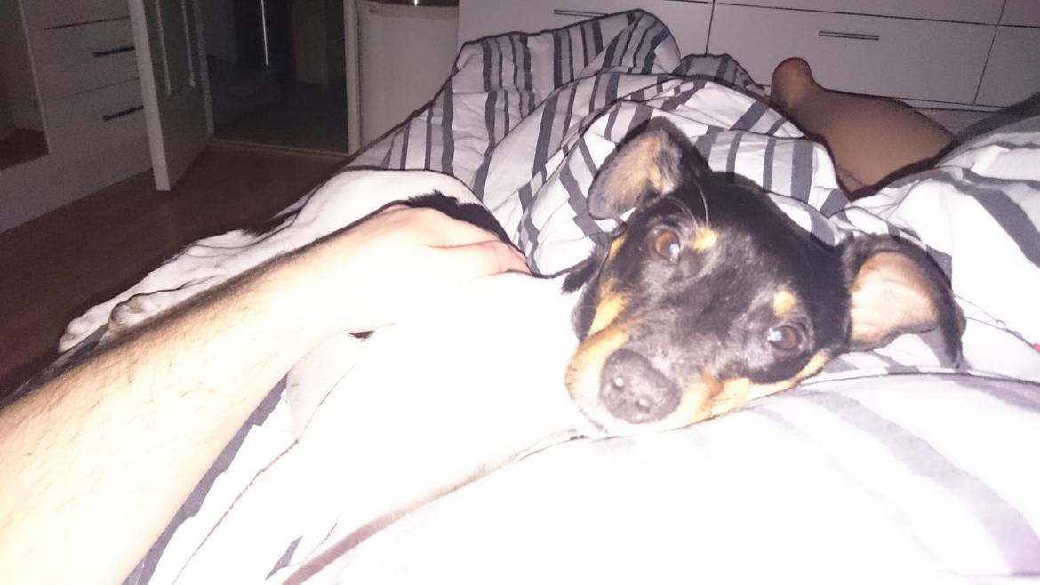 Dansk svensk gaardhund Bandit billede 3